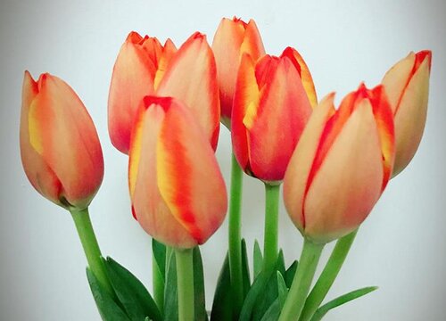 郁金香花语是什么意思