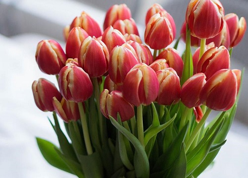 郁金香花语是什么意思