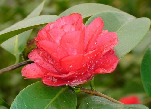 茶花可以用鱼做肥料吗