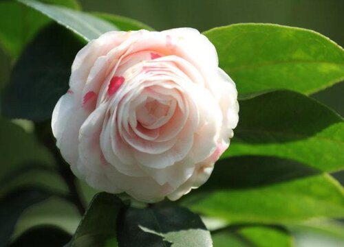 茶花可以用鱼做肥料吗