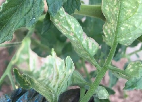 番茄黄叶是什么原因