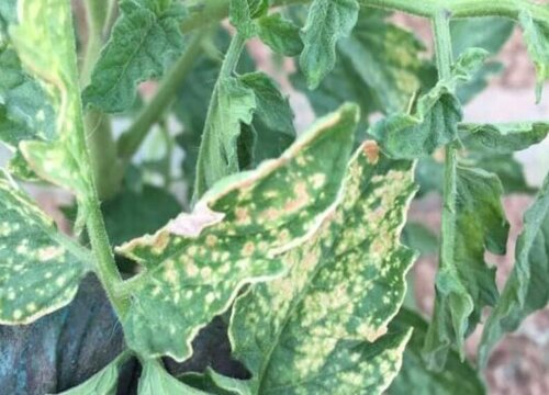 番茄黄叶是什么原因