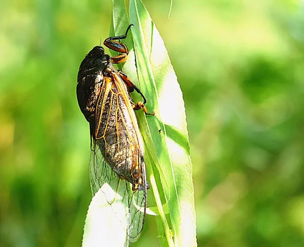 知了为什么要一直叫个不停