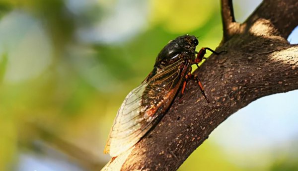 知了为什么要一直叫个不停