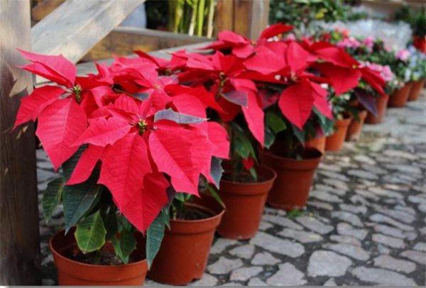 一品红花有毒吗家里可以养吗