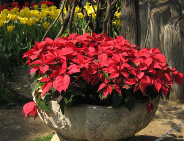 一品红花有毒吗家里可以养吗