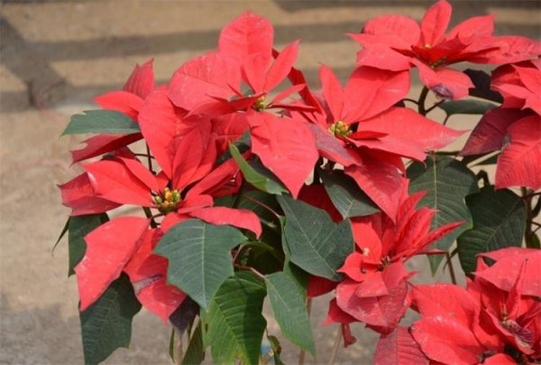 一品红花有毒吗家里可以养吗