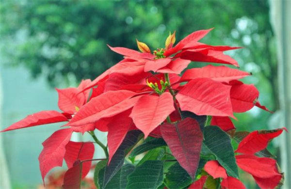 一品红花有毒吗家里可以养吗