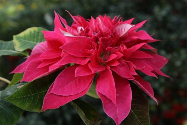 一品红花有毒吗家里可以养吗