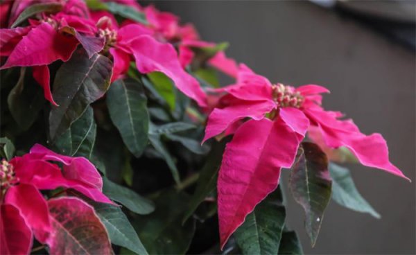 一品红花有毒吗家里可以养吗