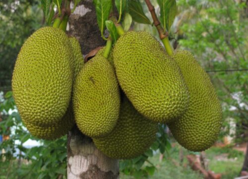 海南菠萝蜜什么时候成熟