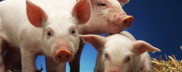 小香猪怎么辨认好坏