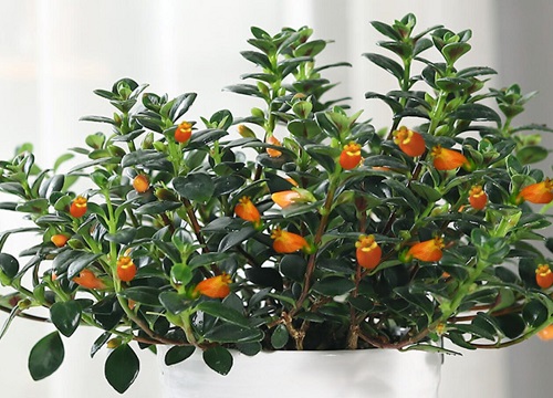 金鱼花适合家里养吗