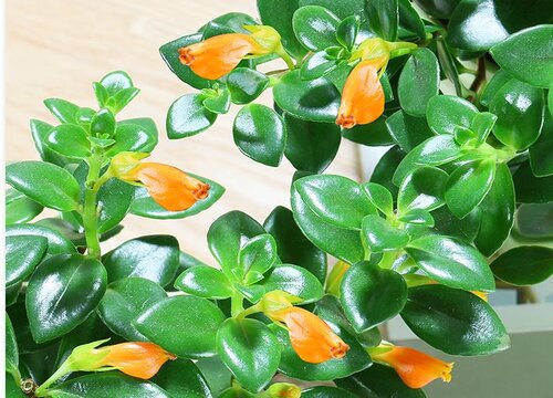 金鱼花适合家里养吗