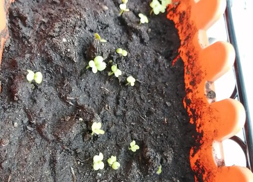 鸡毛菜什么时候播种合适