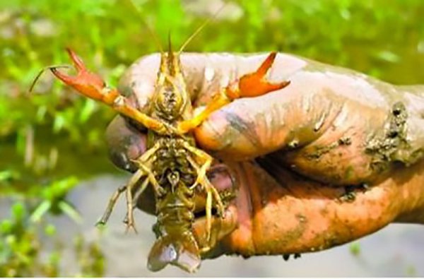 小龙虾的由来历史及发展过程