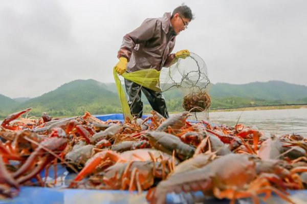 小龙虾的由来历史及发展过程