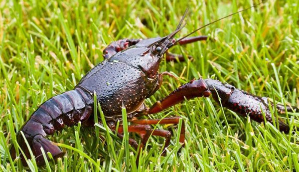 小龙虾的由来历史及发展过程