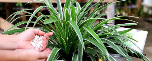 吊兰的种植方法和养护方法