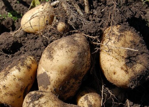 马铃薯什么时候播种合适