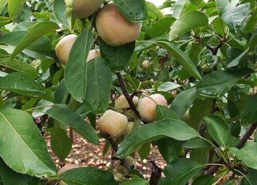 果树几天浇一次水比较好