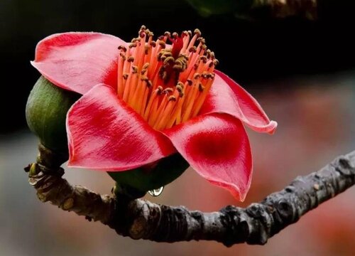 木棉树什么时候开花