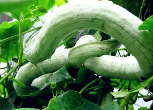 蛇豆的功效与作用及食用方法