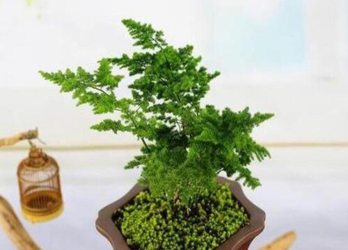 云竹怎么修剪好看