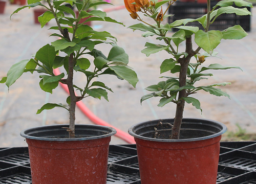 三角梅枝条扦插成活率低如何解决