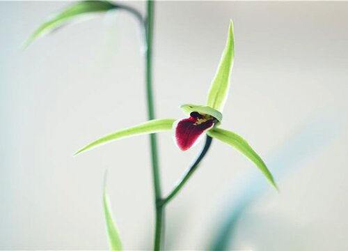 兰花萌芽时期该怎么处理长得旺盛