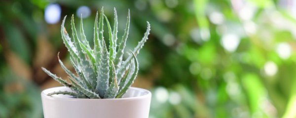 什么花适合养卧室内