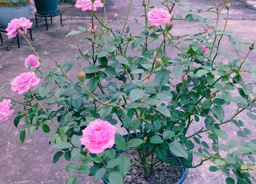 黄泥土种的月季怎么换盆