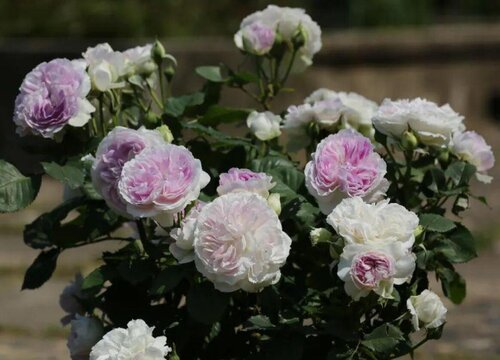 黄泥土种的月季怎么换盆