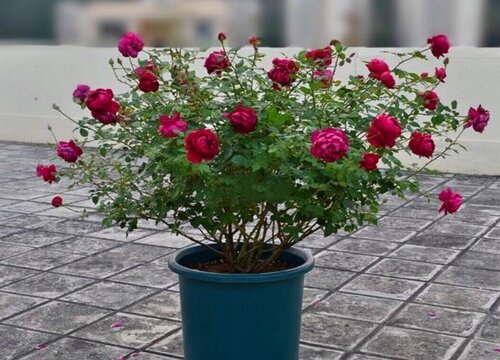 黄泥土种的月季怎么换盆