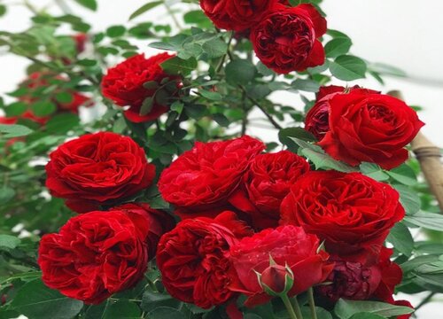 黄泥土种的月季怎么换盆