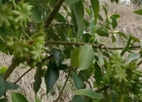 八角种子怎么种植方法