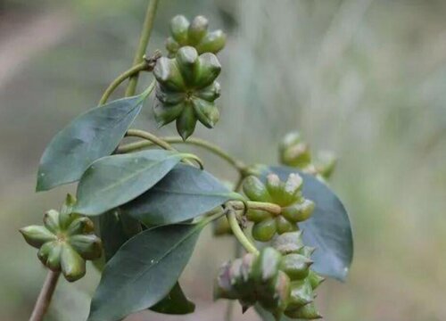 八角种子怎么种植方法