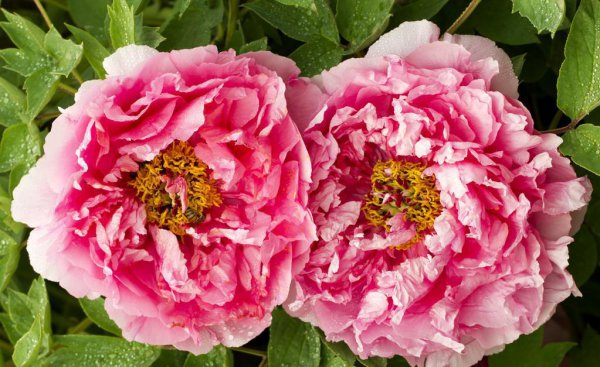 芍药为什么不开花只长叶