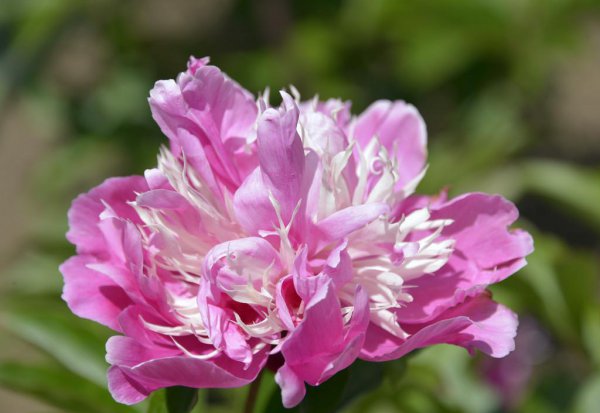 芍药为什么不开花只长叶