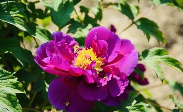 芍药为什么不开花只长叶