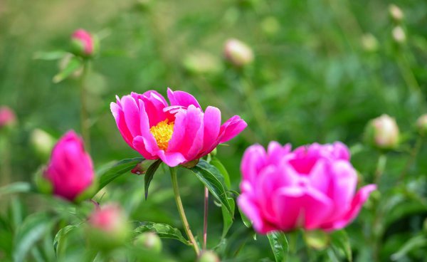 芍药为什么不开花只长叶