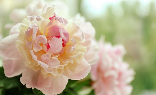 芍药为什么不开花只长叶