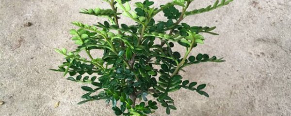 清香木怎么养才能旺盛