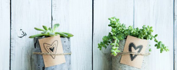 珊瑚掌的养殖方法