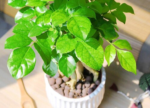 绿宝树枝叶全剪后能晒太阳吗