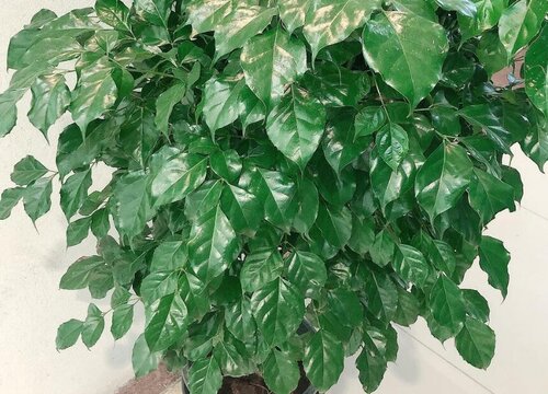 绿宝树枝叶全剪后能晒太阳吗