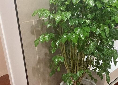 绿宝树枝叶全剪后能晒太阳吗