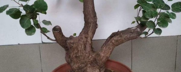 黄栌什么季节换盆