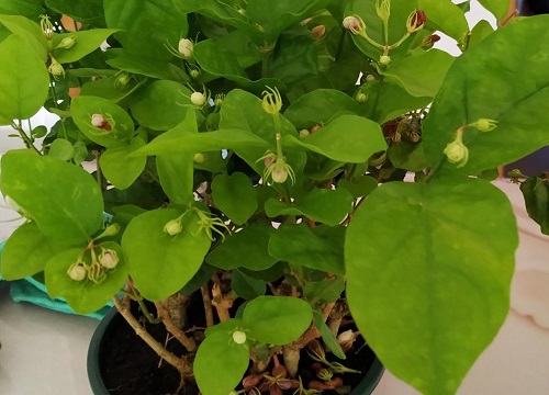 夏季茉莉花如何正确养护