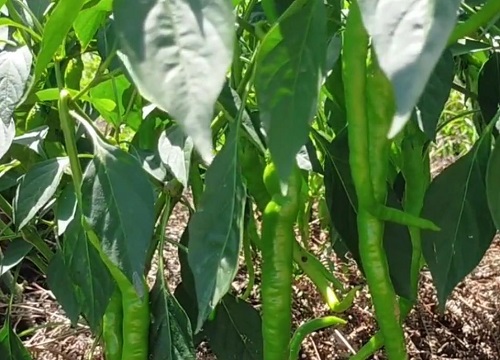 盆栽辣椒可以用淘米水浇吗